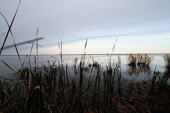 a bay in the marsh with the view of tall grasses