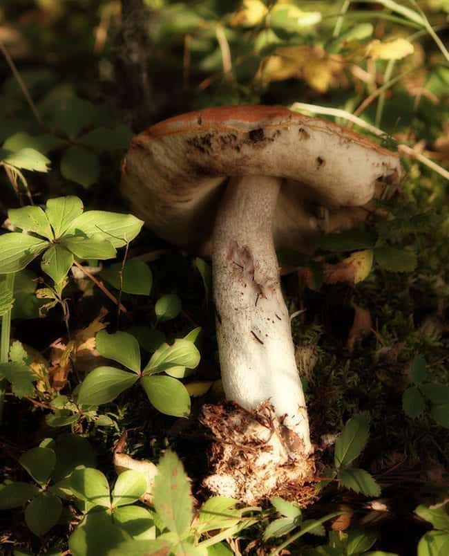 a piece of fresh mushroom