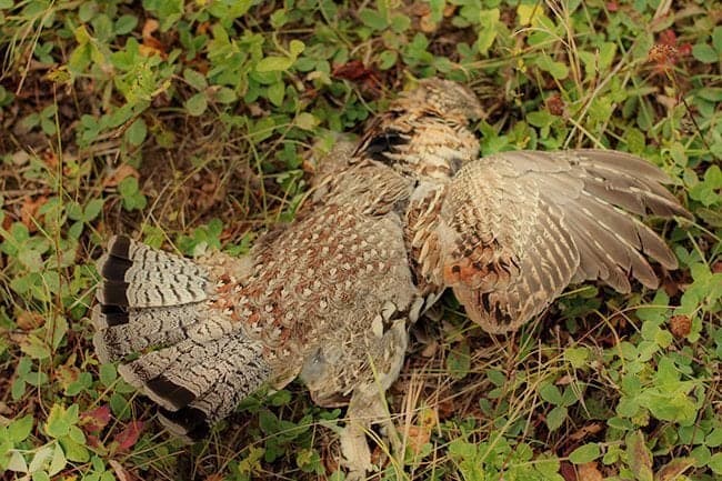 fallen ruffed grouse from grouse hunting