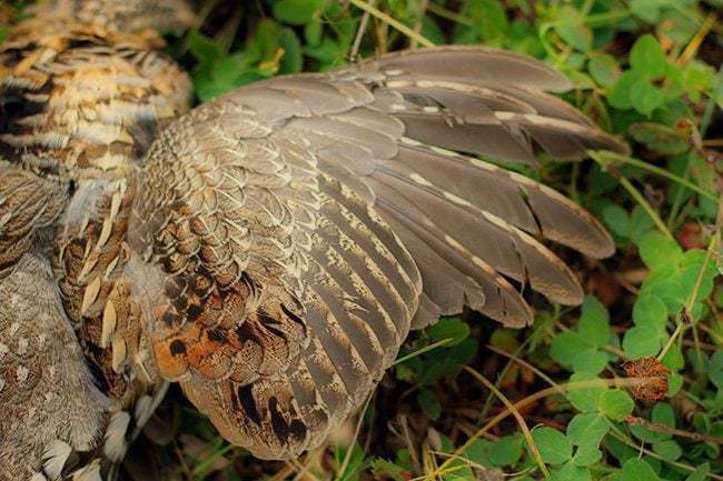 fallen ruffed grouse from grouse hunting