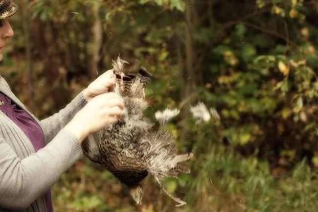 fallen ruffed grouse being plucked 