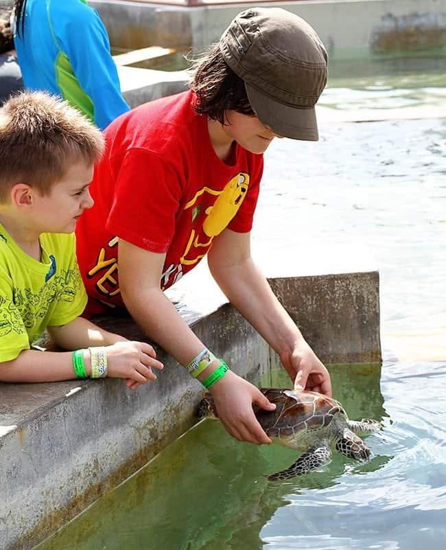 two young boy enjoying the turtle encounter