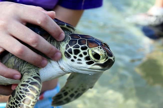 close up of a turtle