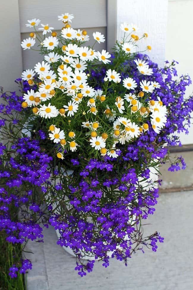 white daisy flowers and blue lobelia in white planter
