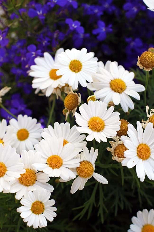 close up of white daisies