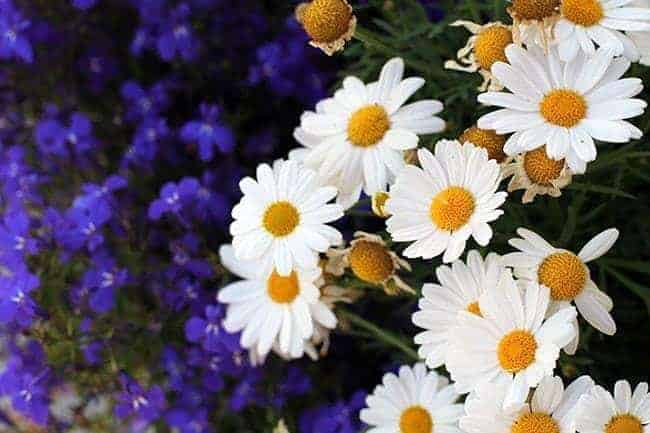 close up of white daisy flowers, blue lobelia in background