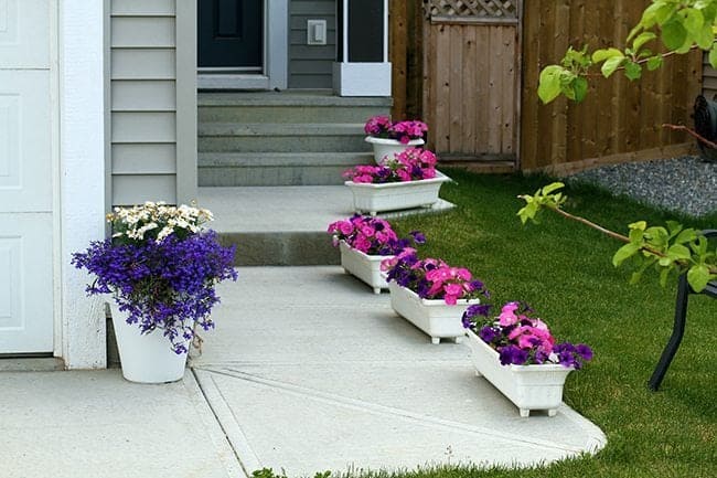 white planters with flowering plants in the pathway of the house