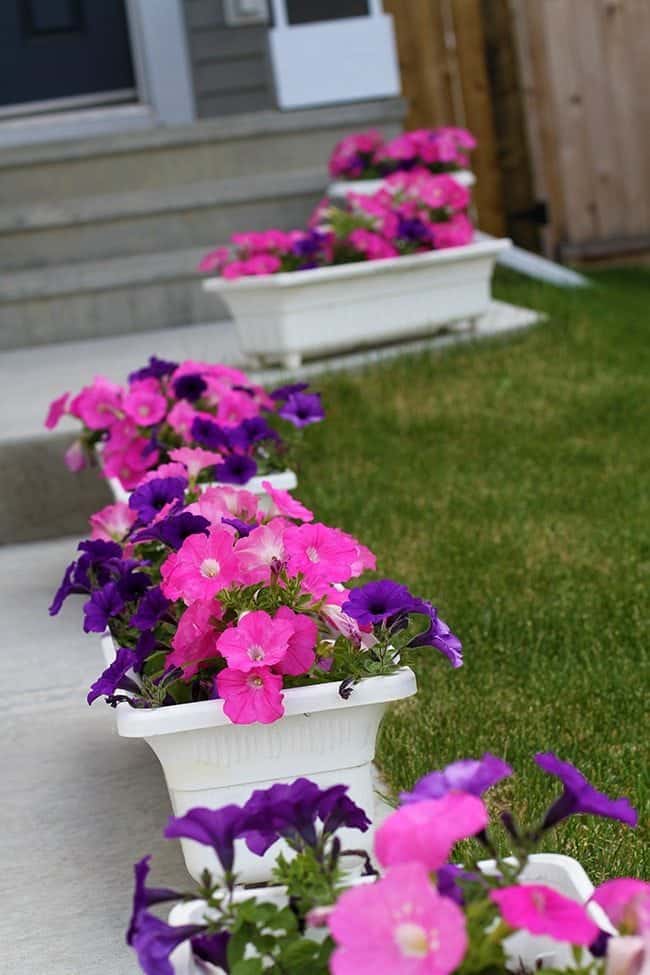 wave petunia with pink and violet flowers in white planters