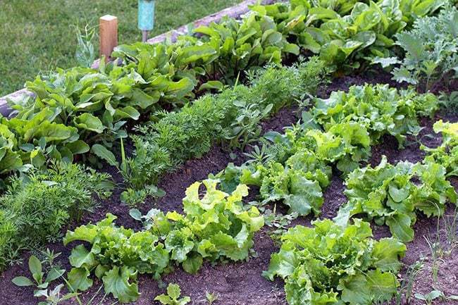 garden with Lettuce, beets, swiss chard and carrots planted