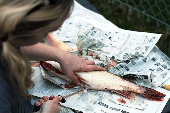 cleaning the Northern Pike fish on top of news paper sheets