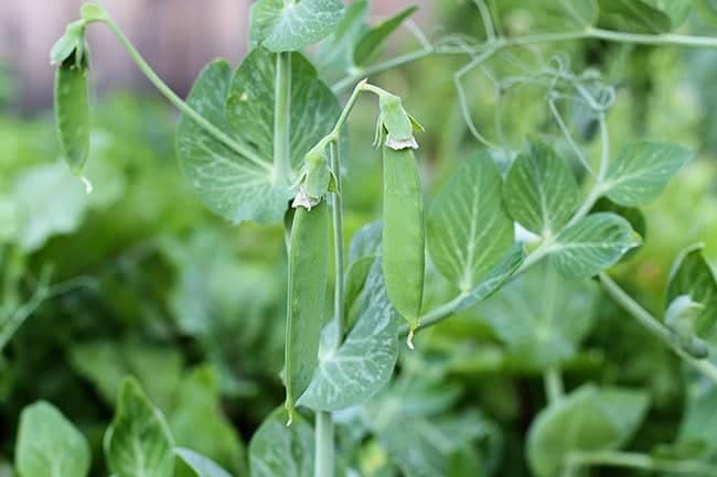 close up of Peas near to be ready for harvesting