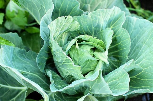 growing green leafy cabbage