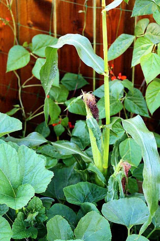 squash, corn and beans growing together
