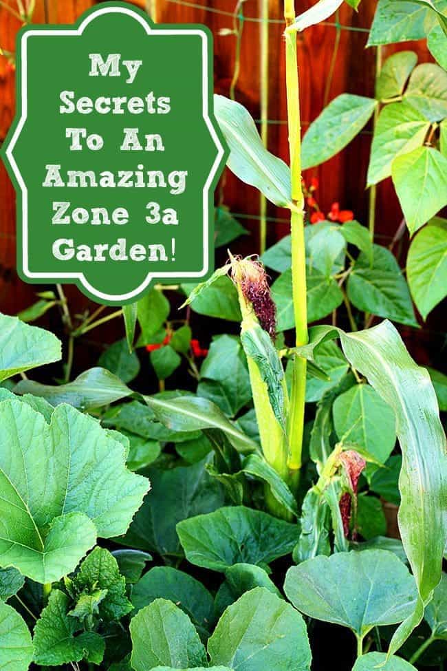 Growing An Amazing Zone 3a Garden!