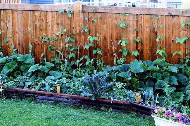 south-facing fence with plants started growing