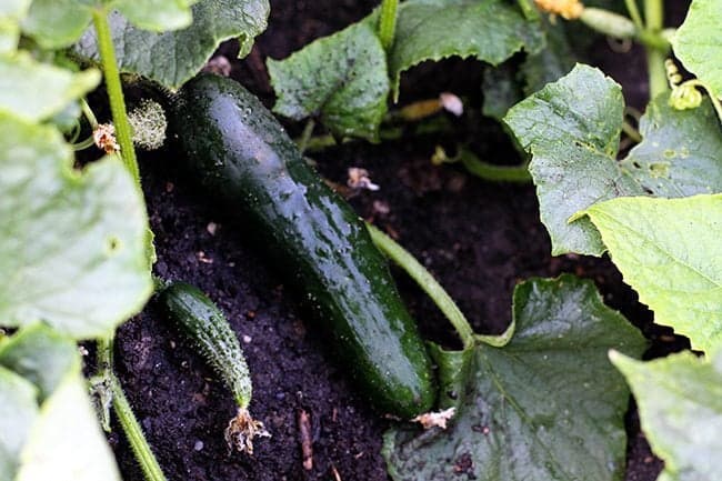 green full size cucumber