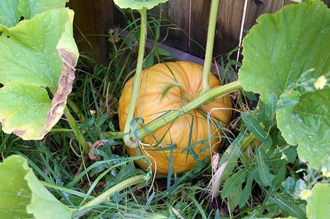monstrous giant pumpkin