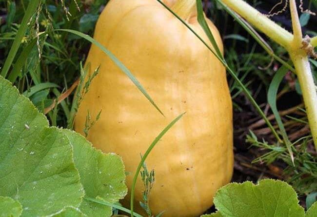 Close up of Giant Atlantic Pumpkins
