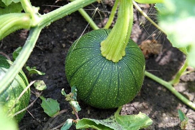 close up of small green squash 