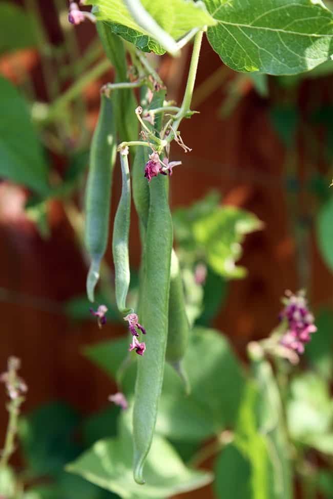 close up of Red runner beans