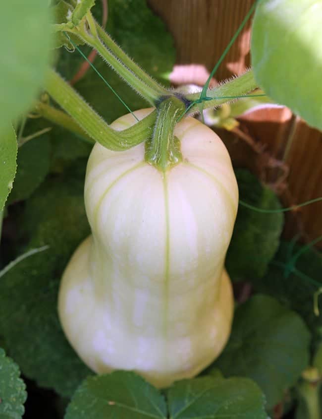 close up of white cushaw pumpkin