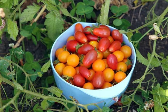 small red tomatoes in a blue bucket