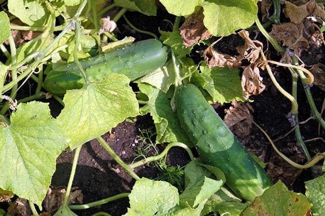 full grown green cucumbers