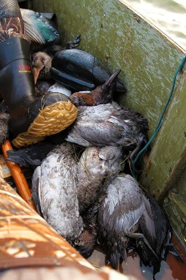 dead ducks on the boat from hunting