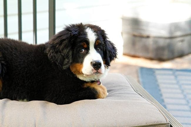 River - new Bernese Mountain puppy