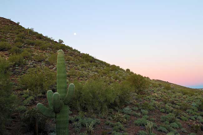 large cactus view after the sunrise 