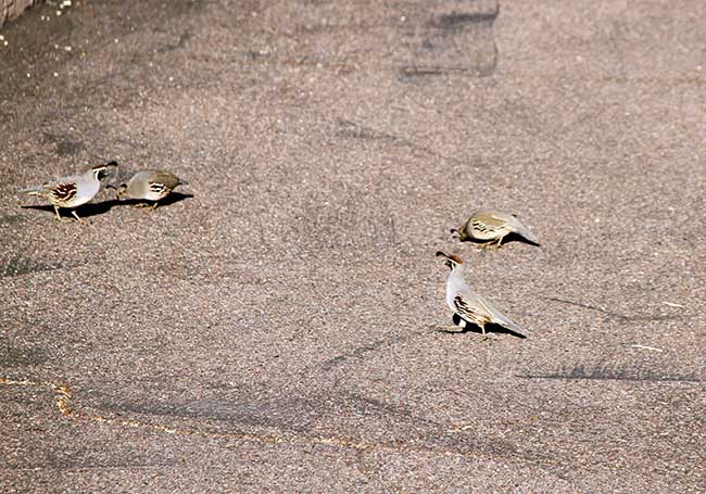 desert quail on the driveway