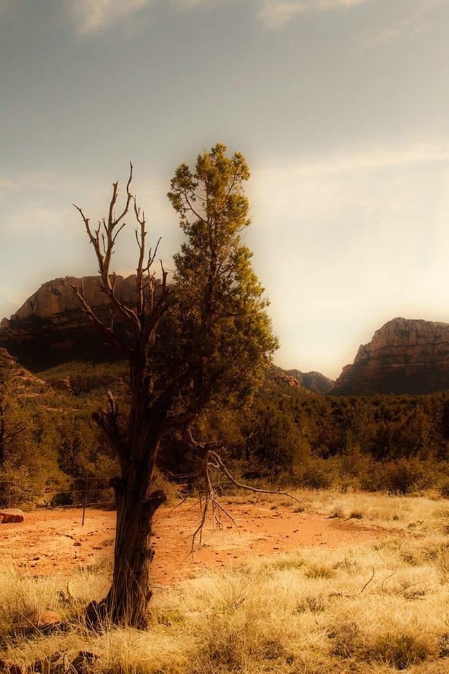 dry tree with view of red rocks formation