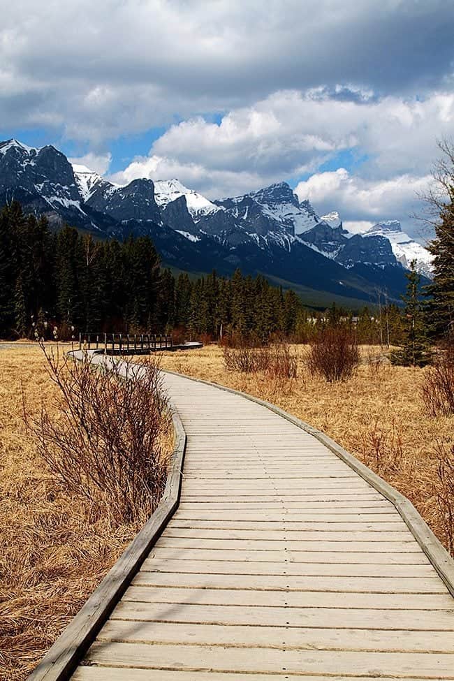 Boardwalk with a view of high trees and mountain with snow