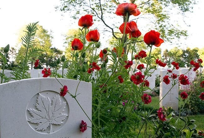 Close up of graves in Bény-sur-Mer Canadian War Cemetery with red flower blooming