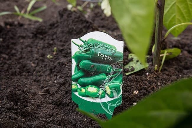 Jalapeno peppers seed packaging in the soil