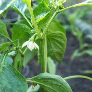 Pepper plant with white flower