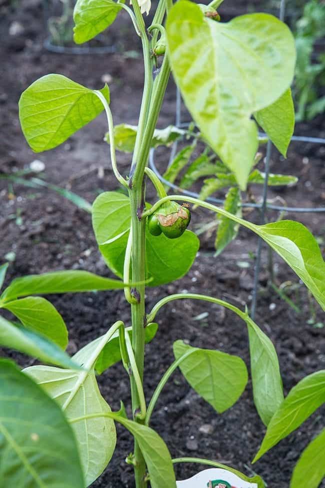 pepper plant with pepper formed already