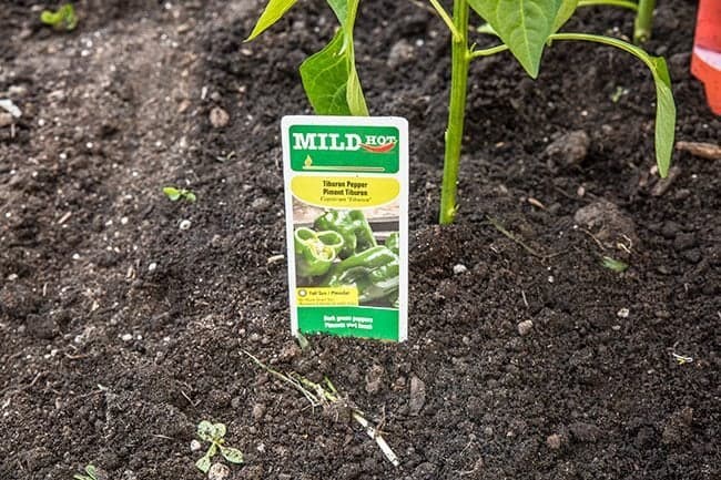 Close up of Tiburon Pepper seed Packaging in its plant that started growing