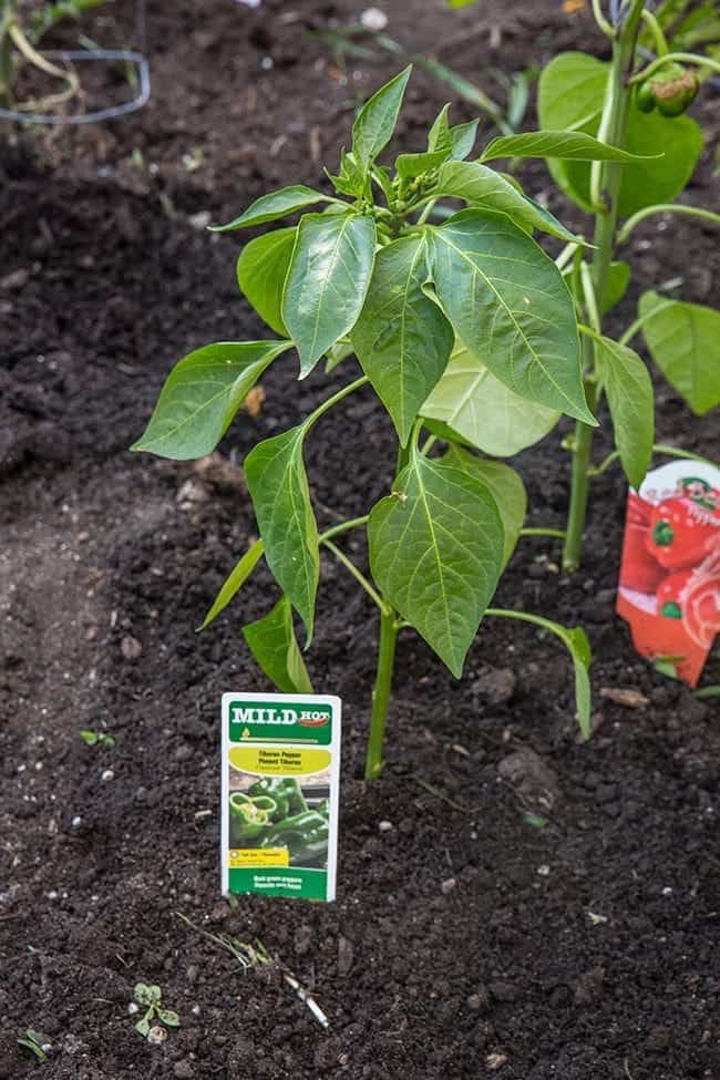 Tiburon Pepper started growing