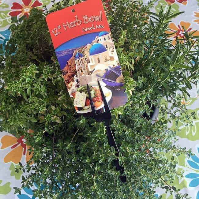 Greek Mix herb bowl plant with a tag