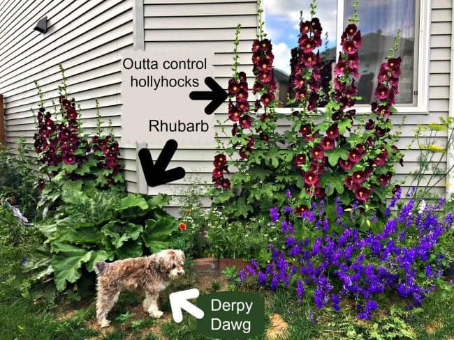 rhubarb growing within the garden