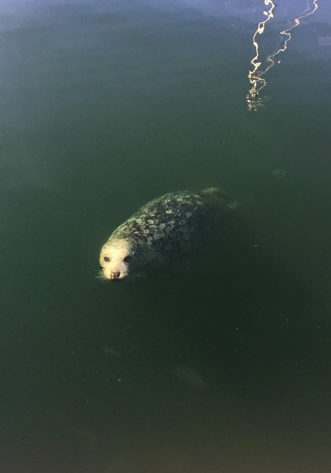 adorable seal in Fisherman’s Wharf area
