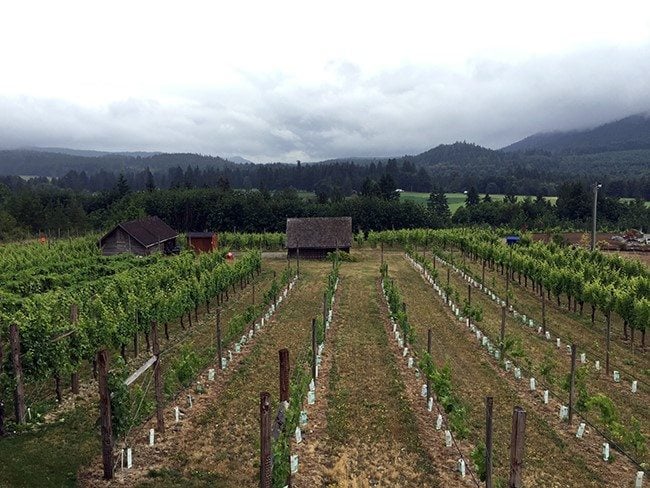 wineries in the Cowichan area