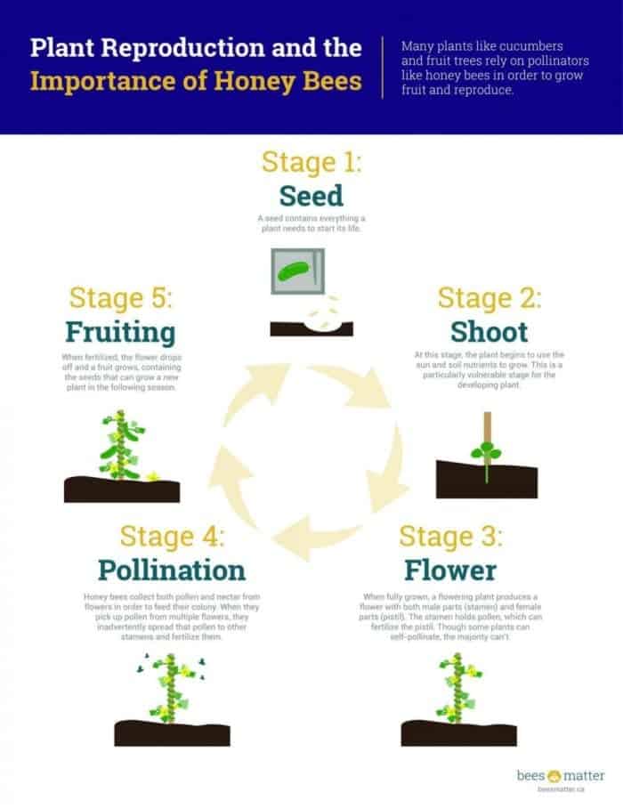 Bees Matter Infographics plant reproduction