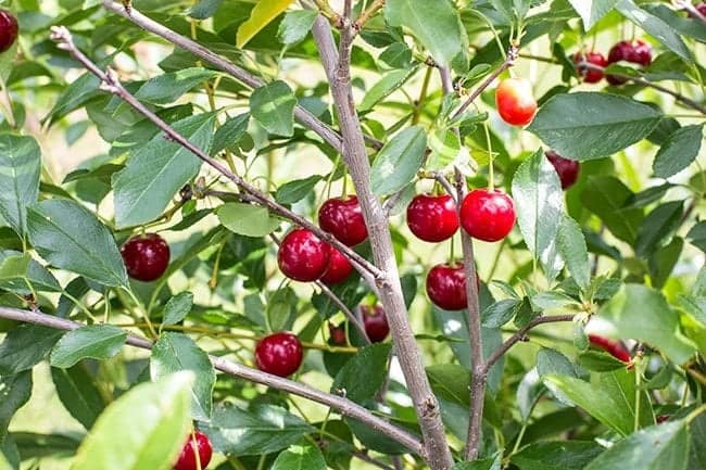 fresh Cherries in the tree