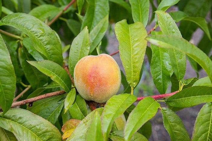 fresh peach fruit in tree