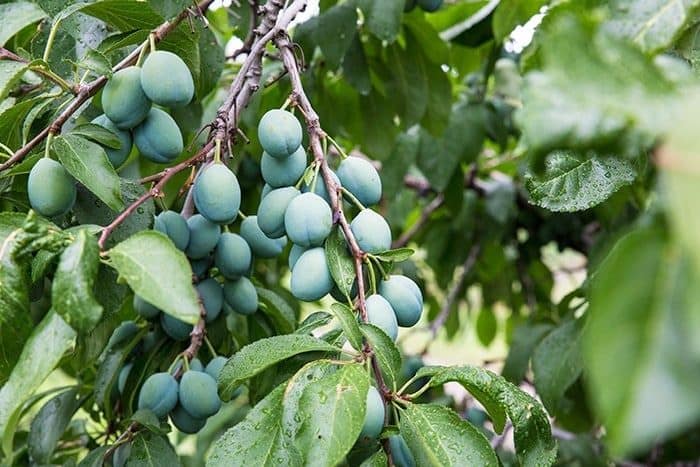 fresh plums in the tree