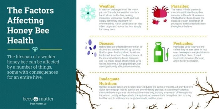 Honey Bee Health Infographic