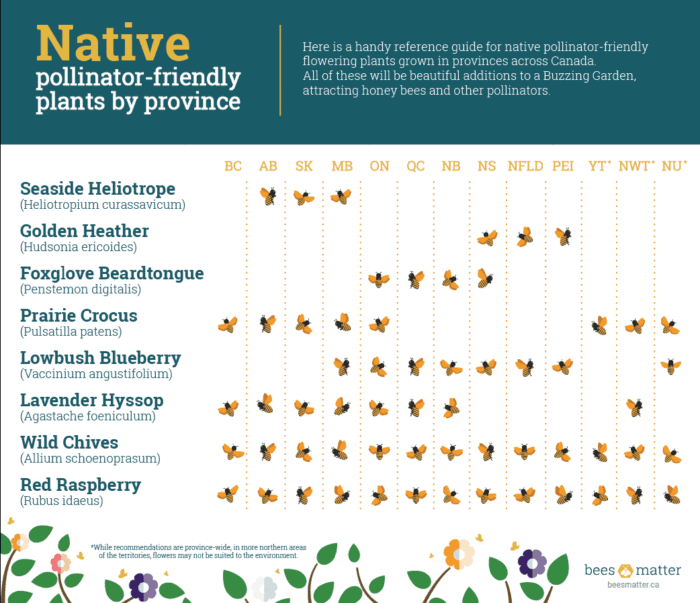 Native Pollinator Flowers Information