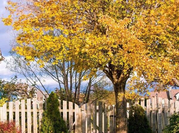 Fall foliage and the entrance to a backyard garden.